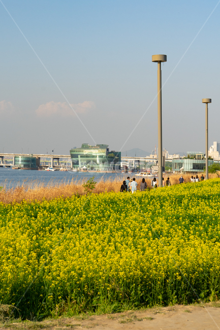 유채꽃,서래섬,공원,유채밭,꽃,노랑,봄,계절,spring,season,outdoors,옥외,grassland,목초지,field,들,nature,자연