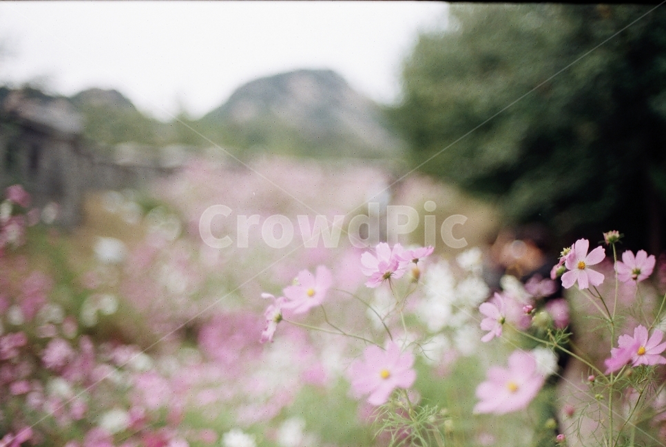nature,자연,필름,film,필름사진,식물,꽃,flower,가을,계절,fall,autumn,season,식물,자연,plants,nature,꽃,flower