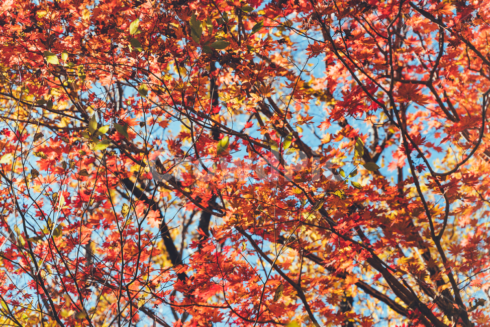 가을,단풍,낙엽,단풍잎,감성,풍경,자연,가을,계절,fall,autumn,season,plant,식물,leaf,잎,tree,나무,maple