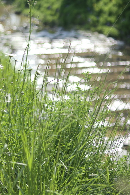 보케,빛,물,푸르름,맑음,자연,풍경,nature,landscape,식물,plants,grass,잔디,plant