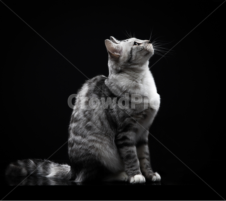 American Shorthair,color,pattern,background paper,inside,cute,watching,White space,gray,Black color,one animal,cat,stripe,dark,floor,tiger pattern,elegant,nose,close up,figure,pretty,black background,pose,posture,dog cat,profile,Color,black,wonderful,Whit