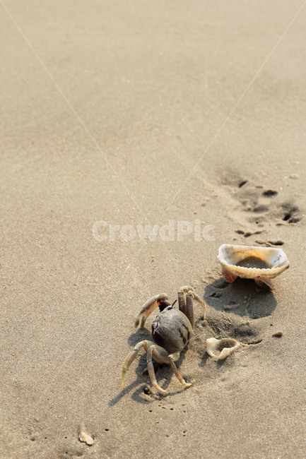 바다,바닷가,해변,해변가,게,꽃게,조개,모래,모래사장,자연,파도,해안,제주도,힐링,모래알갱이,에메랄드빛,그라데이션자연,naturelandscape,sea,beach,감성물,shoreline,대양,ocean,outdoors,옥외,제주,우도,핑크빛,핑크빛바다,겨울바다,서빈백사,휴가,rest,background