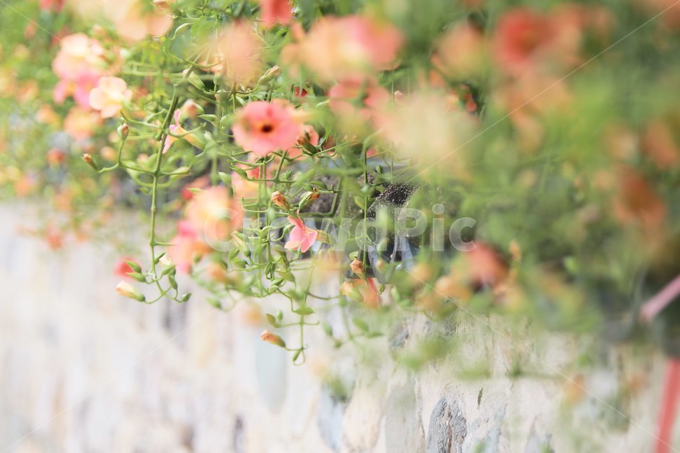 능소화,여름꽃,주황색,꽃,감성,식물,자연,plants,nature,꽃,flower