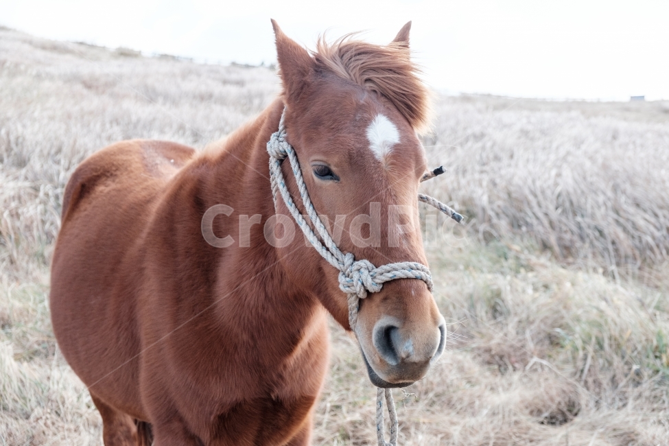 말,조랑말,제주도,농장,horse,포유류,동물,반려동물,애완동물,스냅,스냅사진,동물,animal,포유류,mammal