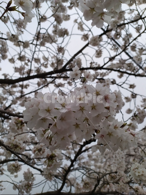 꽃다발,꽃,벚꽃나무,벚나무,왕벚나무