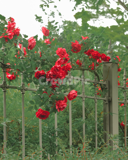 rose,장미,울타리,fence,forest