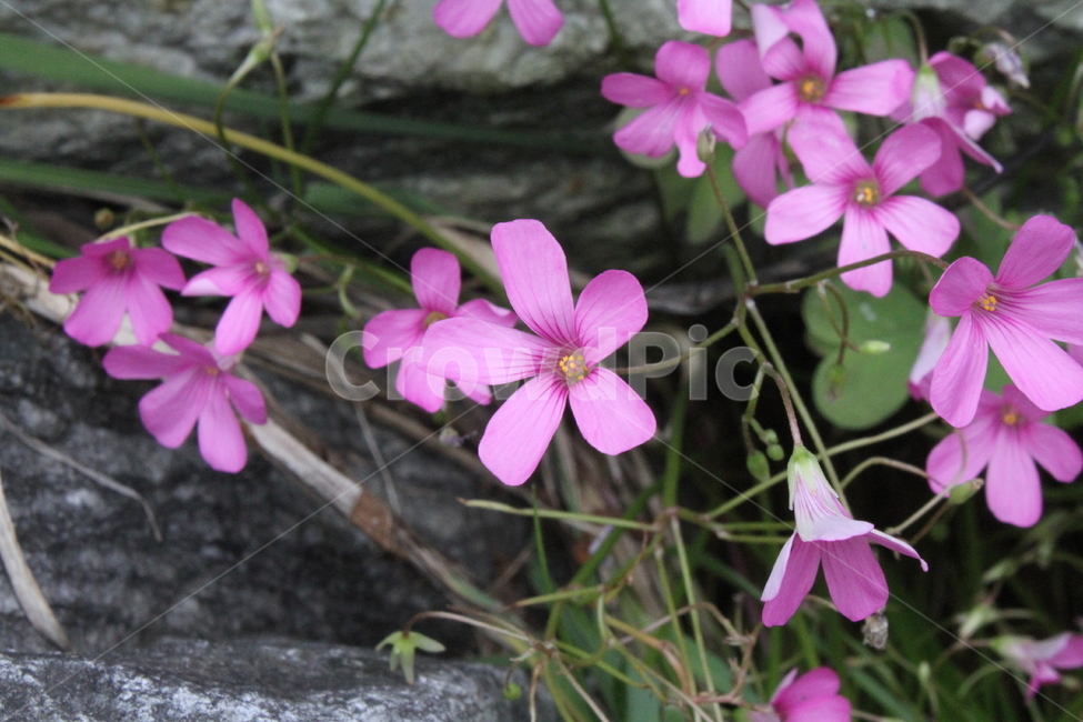 덩이괭이밥,꽃,식물,정원,화단,괭이밥,식물,자연,plants,nature,꽃,flower