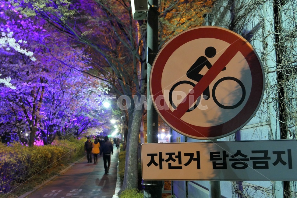 표지판,자전거탑승금지,벚꽃배경,야간벚꽃,공원,산책길