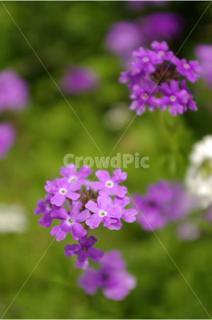 꽃,식물,flower,color,nature,자연,식물,자연,plants,nature,꽃,flower