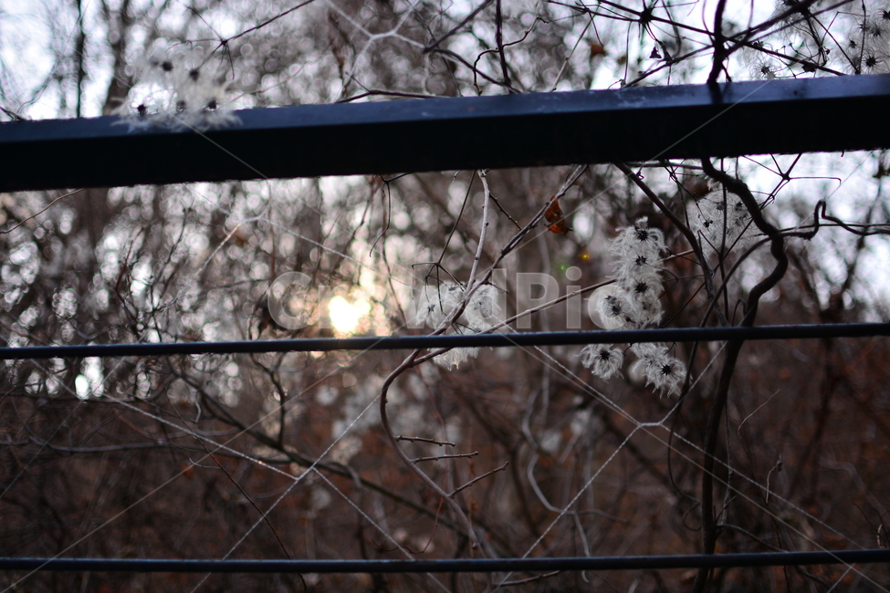 light,빛,flare,플레어,outdoors,빙,ice,옥외,겨울나무,겨울풍경,겨울,계절,winter,season,식물,자연,plants,nature,감성,sensible,feeling,햇빛,태양,화창한,햇살,맑은