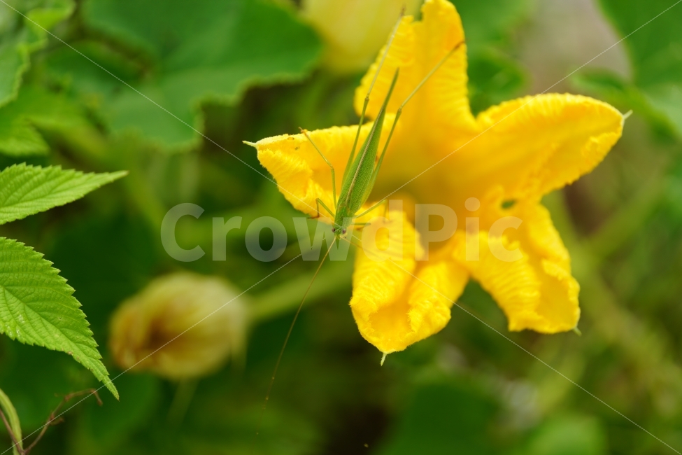 호박꽃,수꽃,노랑꽃,노란꽃,플라워,자연,Pumpkin,Squash,flower,nature,yellow,식물,plant,plants,곤충,벌레,메뚜기,방아깨비,여치,insect,animal,동물,감성,감성사진,힐링,힐링사진,스냅,스냅사진,스넵,스넵사진,snap,snapshot,노랑색,노란색,그린,녹색,연두색,green,접사,macro,화단,꽃밭,밭,9월,September,가을,가을꽃,계절,autumn,fall,season,풍경,landscape,한국의자연,한국자연,korea,식물,자연,plants,nature,꽃,flower,동물,animal,곤충,벌레,insect,bug