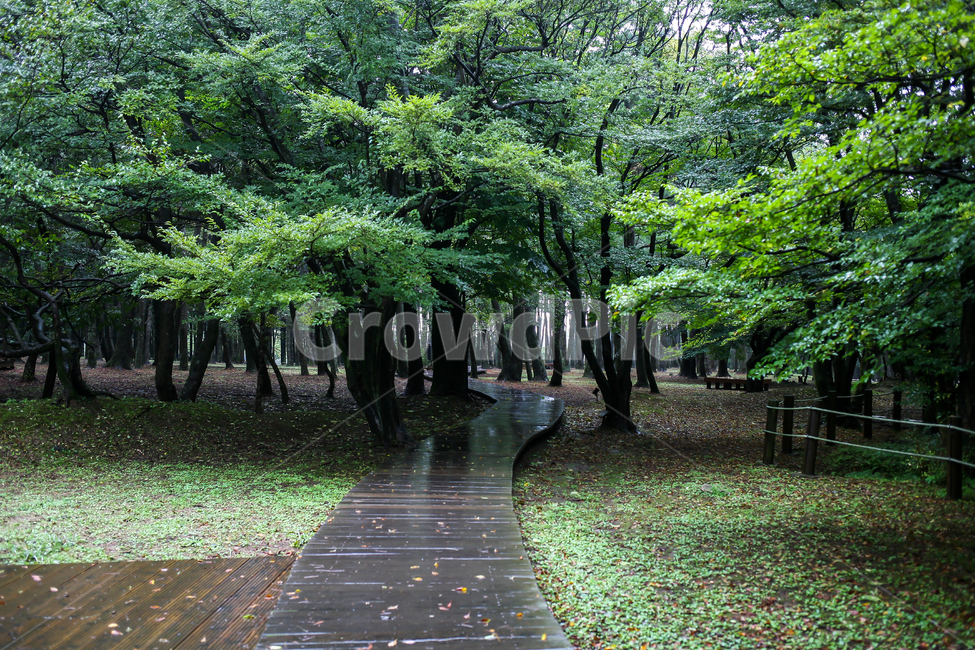 산책로,삼나무,절물자연휴양림,제주도,한국,도로,숲,식물,실외,자연,제주시,풍경,데크,휴양림,나무,tree,plant,자연,풍경,nature,landscape,식물,plants,나무,trees,wood