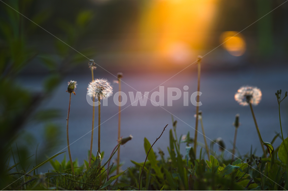 민들레,홀씨,아침빛,빛내림,공원,5월,식물,자연,plants,nature,꽃,flower,감성,sensible,feeling