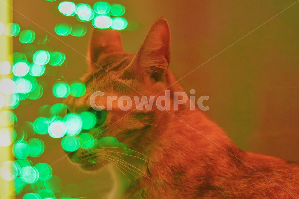 고양이,냐옹이,야옹이,길고양이,cat,동물,animal,straycat