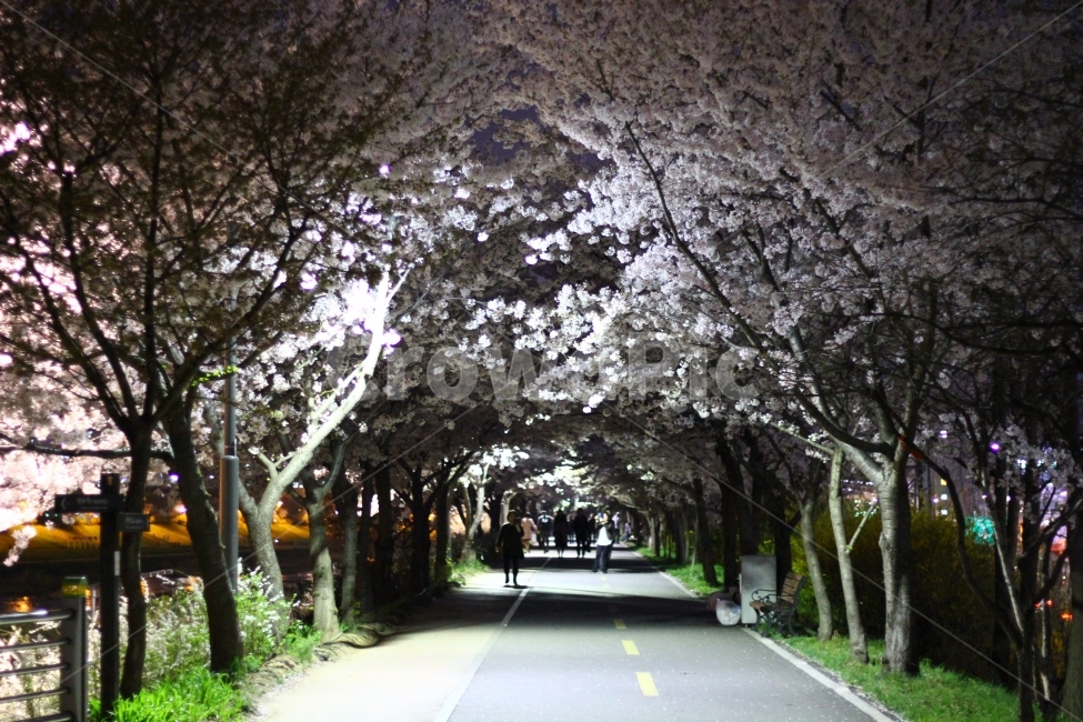 안양천,벚꽃,봄,산책,나들이,봄,계절,spring,season,야경,밤,풍경,nightscape,night,landscape,도시,city,한국도시풍경,한국도시경관,korea cityscape,사람들,대중,군중,other people,crowd,garden,정원,outdoors,옥외,arbour,정자,plant,식물