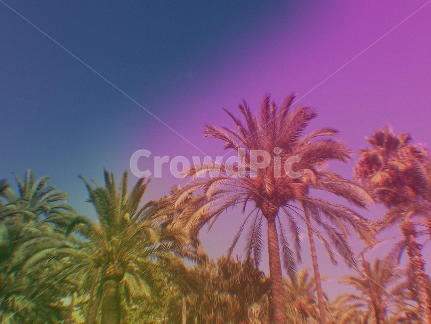 야자수,하늘,나무,필름,coconuttree,sky,tree,필름카메라,filmcamera,감성,풍경