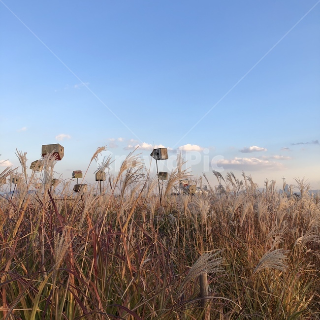 자연,억새,가을,햇빛,하늘,가을,계절,fall,autumn,season,식물,자연,plants,nature,grass,잔디,plant,lawn,reed,갈대