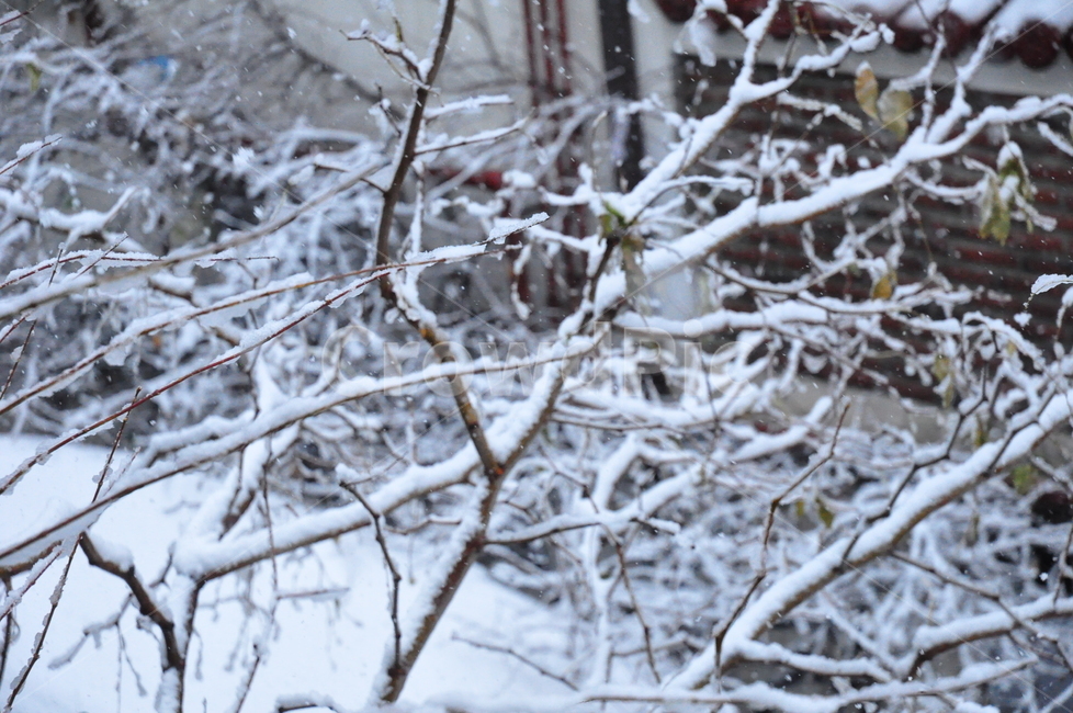겨울,함박눈,눈,첫눈,나무가지,가지,나무,겨울,계절,winter,season