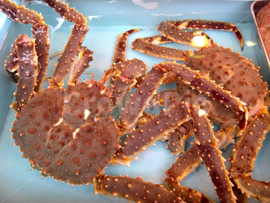 킹크랩,대게,해산물,갑각류,식재료,KingCrab