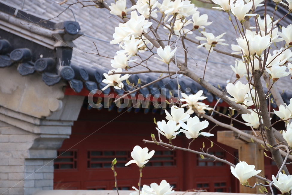 목련,하얀꽃,꽃,중국전통건물,봄,plant,식물,blossom,flower