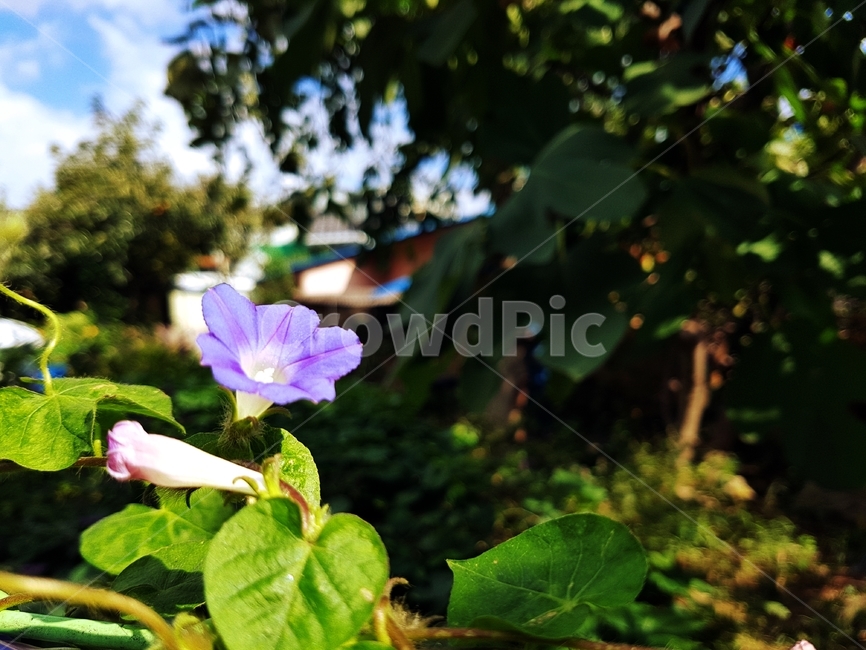 morningglory,나팔꽃,메꽃,파란꽃,견우화,구이초,메꽃과,덩굴식물,꽃,식물,자연,plants,nature,flower,식물,자연,plants,nature,꽃,flower