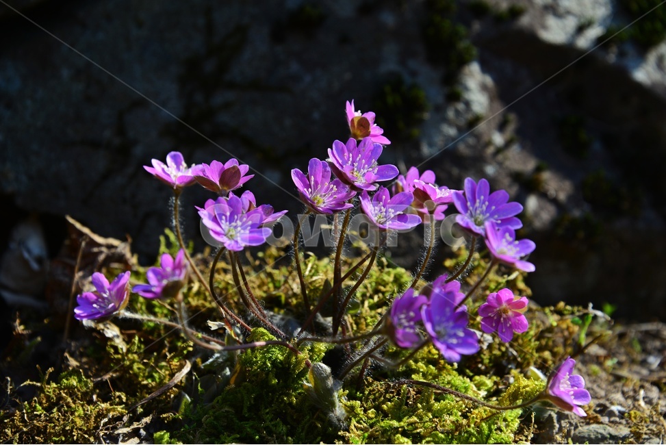 blossom, Moss, plant, hepatica, pink hepatica - Authentic Korean Stock ...