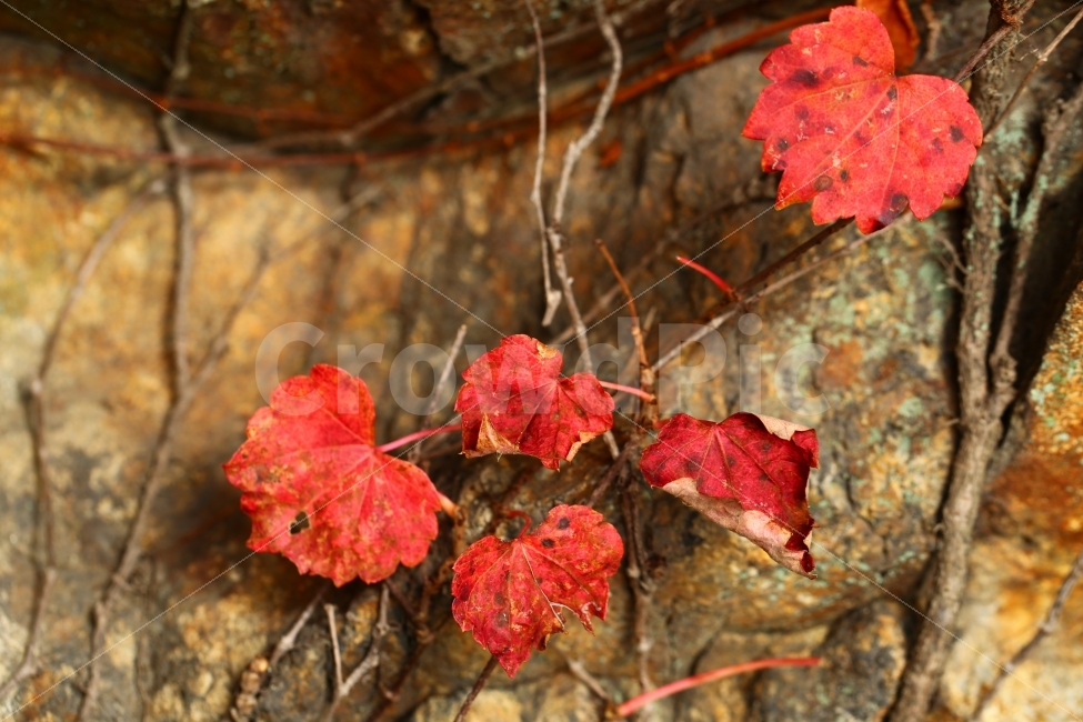 자연,가을,단풍,감성,색감,식물,자연,plants,nature,가을,계절,fall,autumn,season,plant,leaf,잎,tree,나무