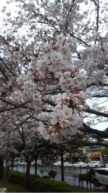 벚꽃,꽃,cherryblossom,flower,봄