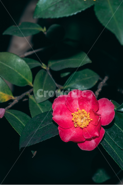 동백꽃,꽃,동백,동백나무,봄꽃,빨강,초록,빛,식물,자연,plants,nature,flower,bloom,배경화면,식물,자연,plants,nature,꽃,flower