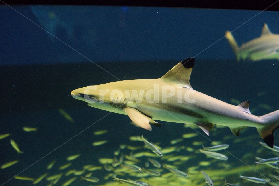 물고기,생선,니모,수족관,아쿠아리움,헤엄,수영,물,동물,어류,상어,산호,aquarium,fish,동물,animal,어류,물고기,fish