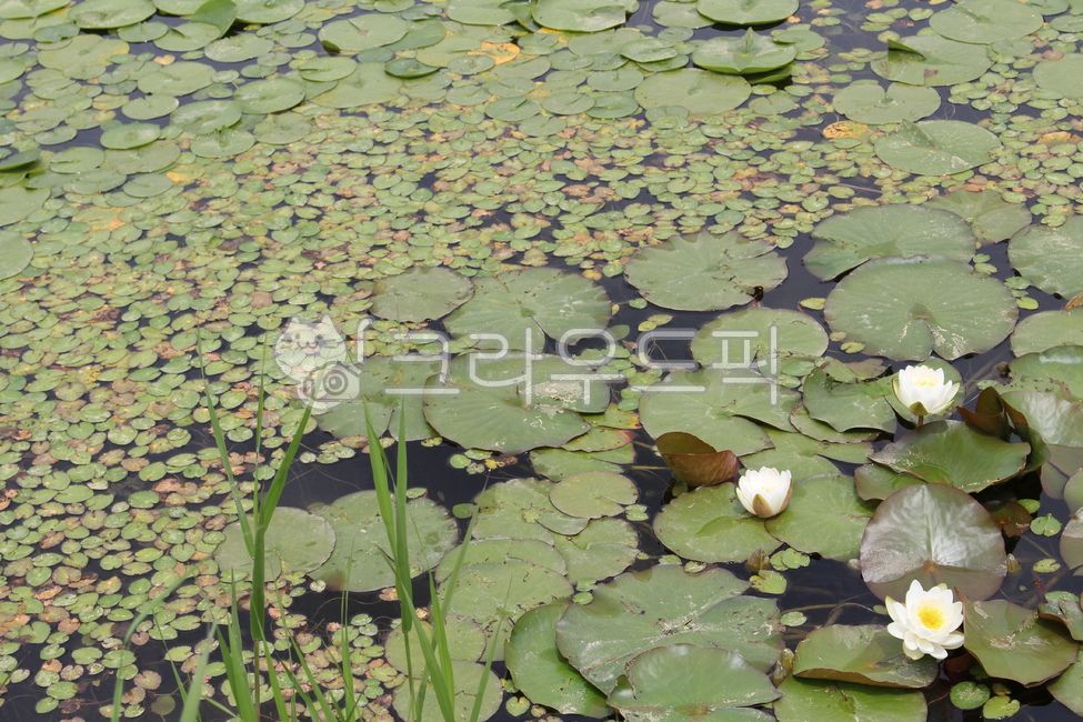 수련, 흰꽃, 연못, 연잎, 수생식물, 사진,이미지,일러스트,캘리그라피 - Nohmad89작가