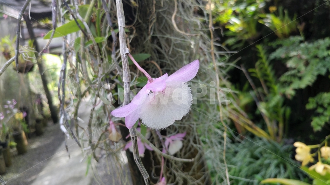 식물,열대꽃,서양난,오키드,남태평양,피지,섬,해외,꽃,FijiIsland,SouthPacific,tropicalflower,Orchid,lightpink,식물,자연,plants,nature,꽃,flower