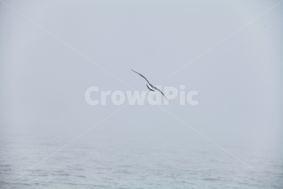 animal,동물,bird,새,바다,날다,하늘,sea,sky,flying,순간,포착,감성,분위기,동물,animal,조류,새,birds