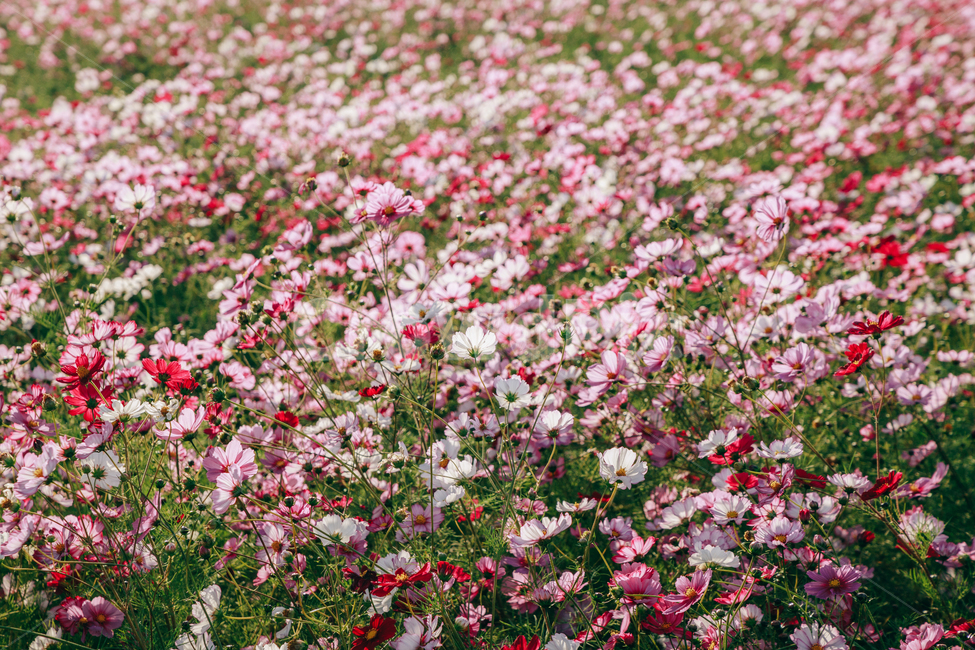 코스모스,꽃,자연,식물,가을,아름다운,commoncosmos,가을,계절,fall,autumn,season,식물,자연,plants,nature,꽃,flower,plant,blossom,petal,꽃잎