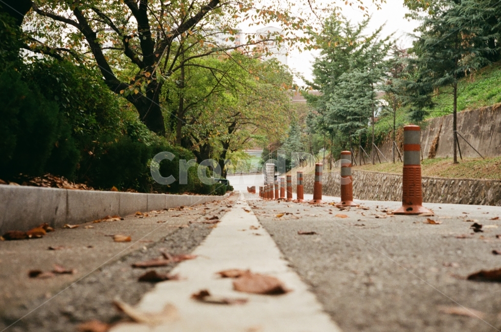 낙엽,가을,쓸쓸함,필름사진,적막함,film,아날로그,아날로그사진,필름,가을,계절,fall,autumn,season,tree,나무,plant,식물,path,통로