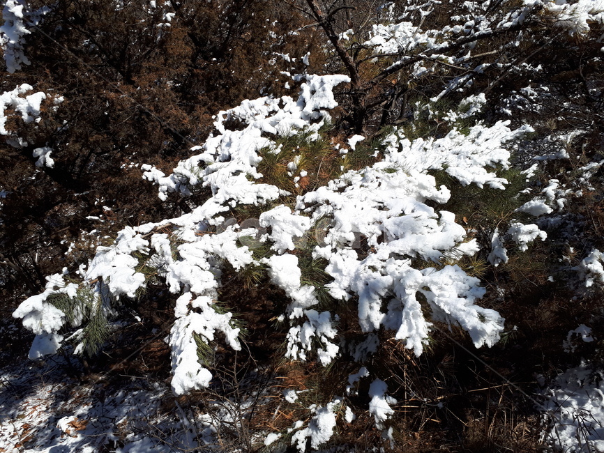 숲,겨울,눈,영천,측백나무,나무,겨울,계절,winter,season,식물,자연,plants,nature