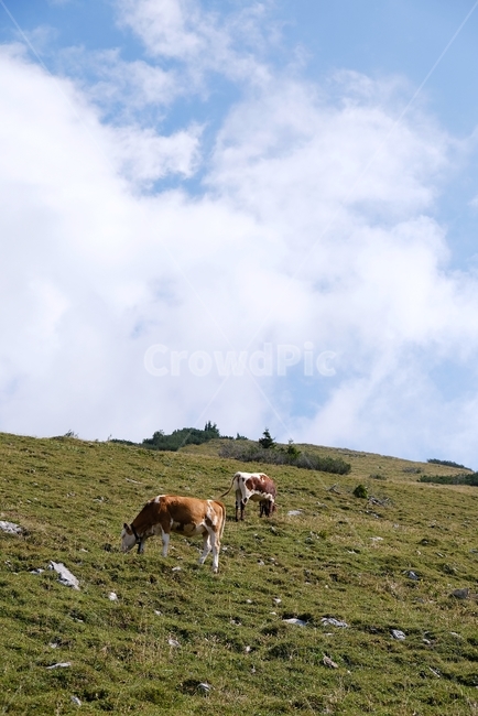 하늘,들판,소,구름,자연풍경,경치,cow,field,sky,sunny,cloud,동물,animal,포유류,mammal