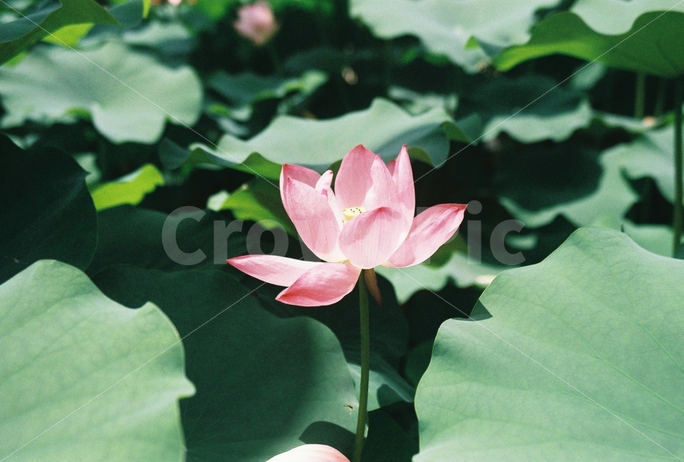 연꽃,여름,절,봉은사,연꽃축제,식물,자연,plants,nature,꽃,flower