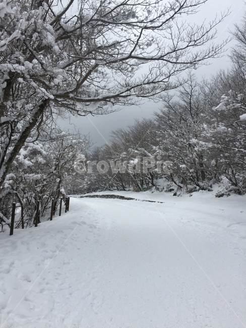 눈,등산로,한라산,설경,제주도,겨울,계절,winter,season,자연,풍경,nature,landscape,식물,plants,나무,trees,wood,outdoors,옥외,tree,plant
