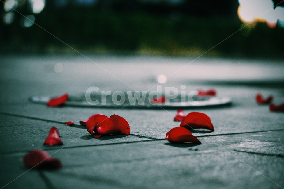 장미,거리,꽃잎,이별,사랑,길거리,슬픔,꽃,rose,love,farewell,그리움,꽃,flower,감성,sensible,feeling