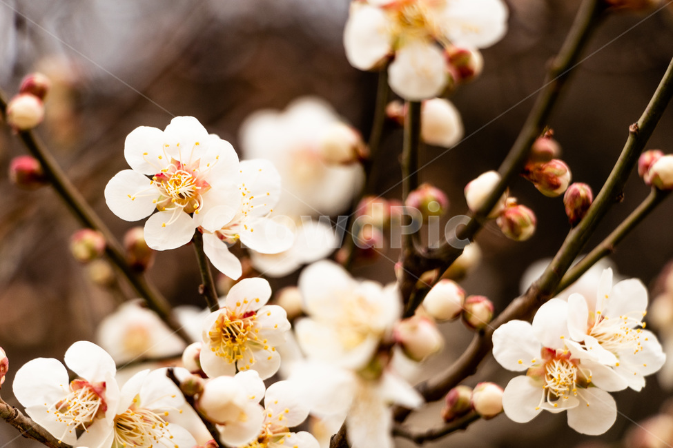 매화,매화꽃,매실꽃,백매화,흰매화,봄,계절,spring,season,식물,자연,plants,nature,꽃,flower,plant