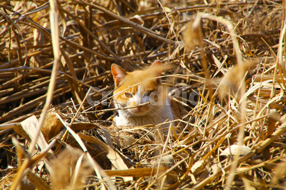 고양이,야옹이,나비,개냥이,애완동물,반려동물,일광욕,동물,animal,포유류,mammal,고양이,cat,kitten,kitty