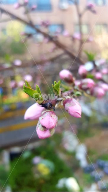 복숭아꽃,복사꽃,복사꽃봉오리,복숭아꽃봉오리,복숭아나무,복사나무,peachblossom