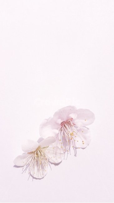 폰배경,캘리그라피배경,벚꽃,진달래,겉표지