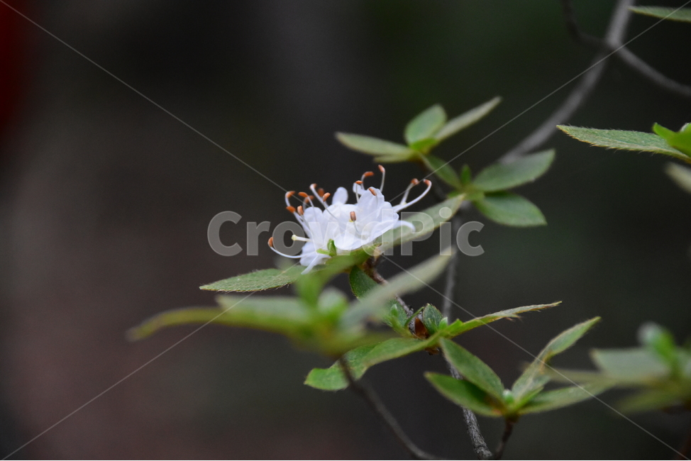 흰참꽃나무,야생화,생태,식물,자연,꽃,여름,힐링,플라워,계절,wildflower,flower,plants,nature,season,배경,목본,나무,감성,느낌,emotion,feeling,진달래과,진달래속,여름꽃,식물,자연,plants,nature,꽃,flower