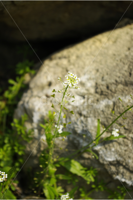 꽃,식물,flower,꽃다지,하얀,하얀꽃,봄,계절,spring,season,식물,자연,plants,nature,꽃,flower,plant,blossom