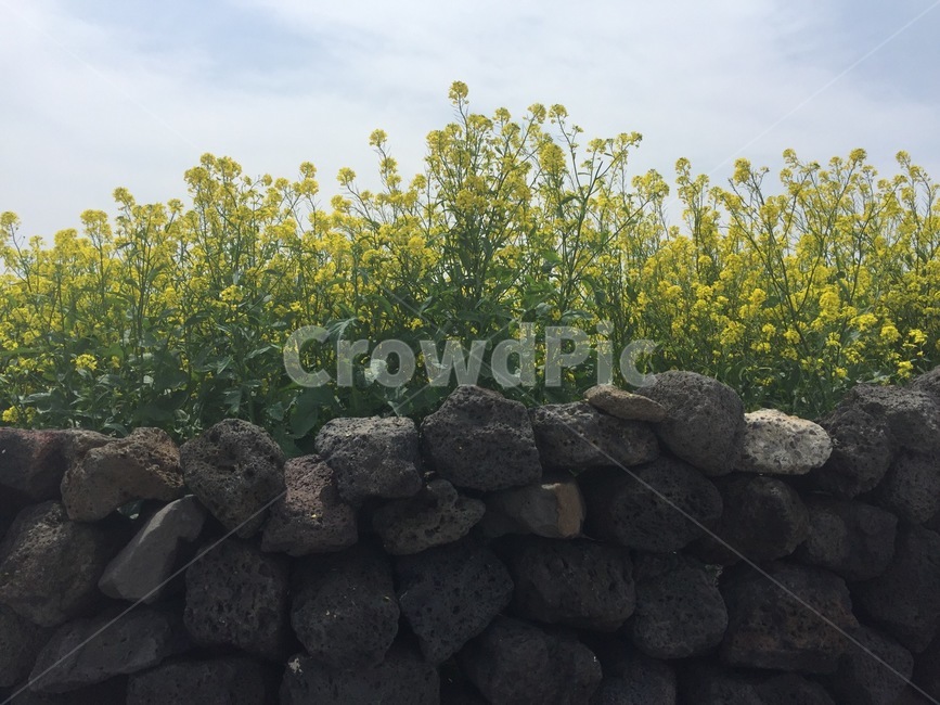 sight,jeju island,rape flower,stonewall,flower