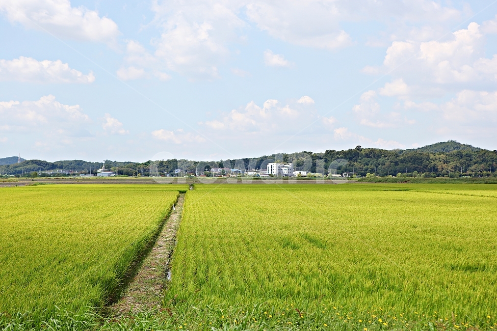 벼,곡식,쌀,논,농업,농사,들,자연,풍경,하늘,구름,자연,풍경,nature,landscape,grassland,목초지,field,outdoors,옥외