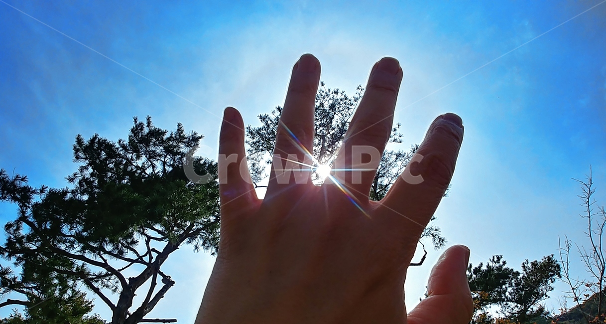 태양,햇빛,햇살,눈부심,해,손,손가락,sun,나무,하늘,finger
