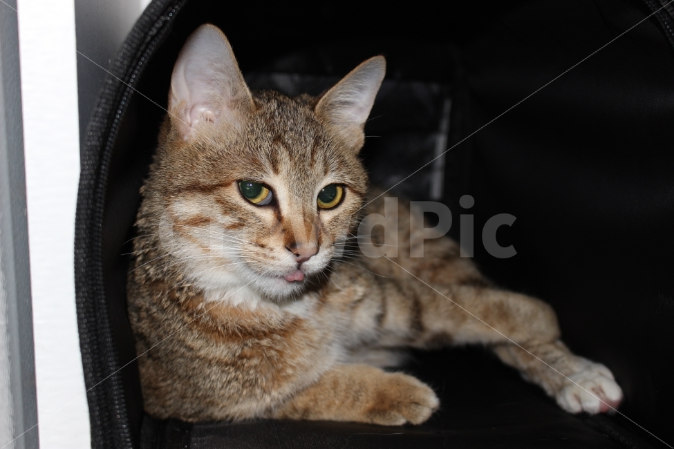 고양이,반려동물,유기묘,길냥이,애완동물,cat,pet,kitten,아기고양이,코숏,코리안숏헤어,동물,animal,고양이,cat,kitten,kitty,포유류,mammal